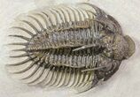 Large, Spiny Comura Trilobite - Clearance Priced #65823-1